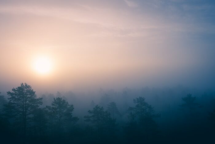 green trees covered with fogs during sunrise