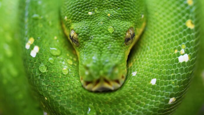 selective focus photo of green snake