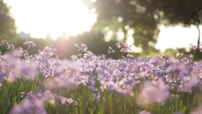 purple flower field in tilt shift photography
