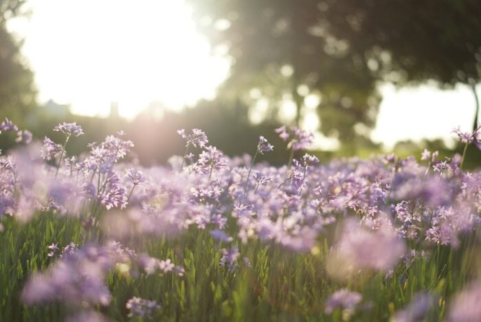 purple flower field in tilt shift photography