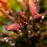 water droplets on red flower buds in tilt shift lens