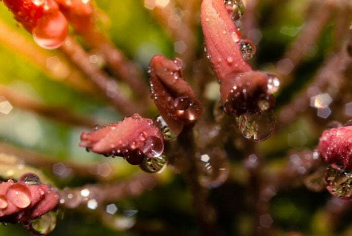 water droplets on red flower buds in tilt shift lens