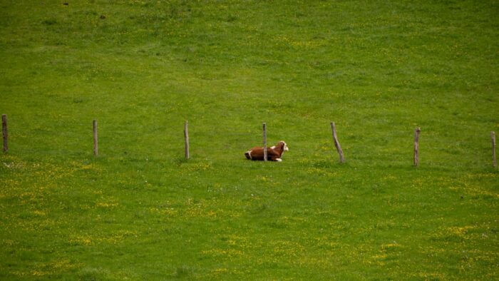 short-coated brown and white dog on green open field