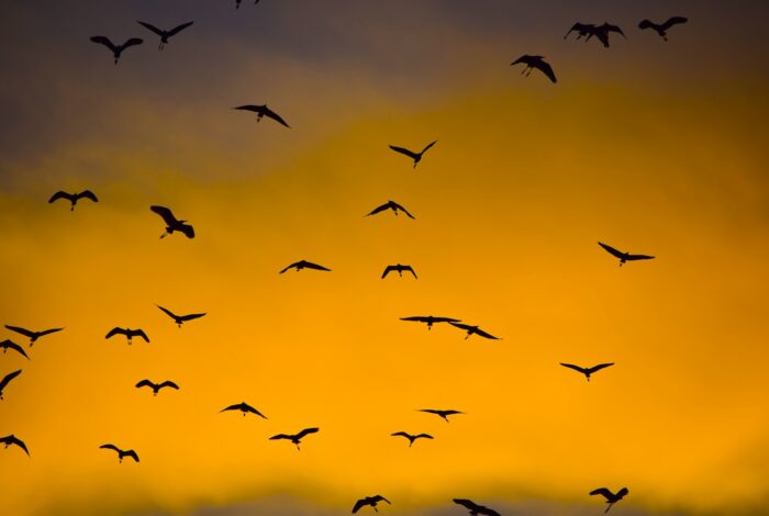 silhouette photo of flying birds