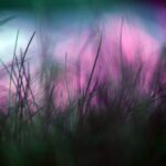 selective focus photography of green grass