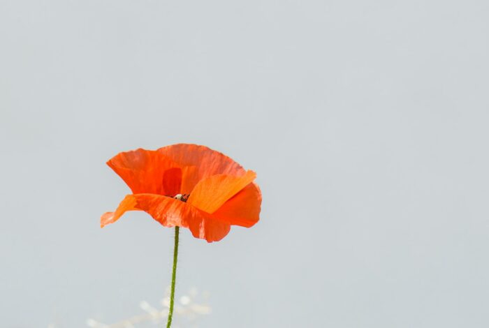 orange poppy flower in close-up photo