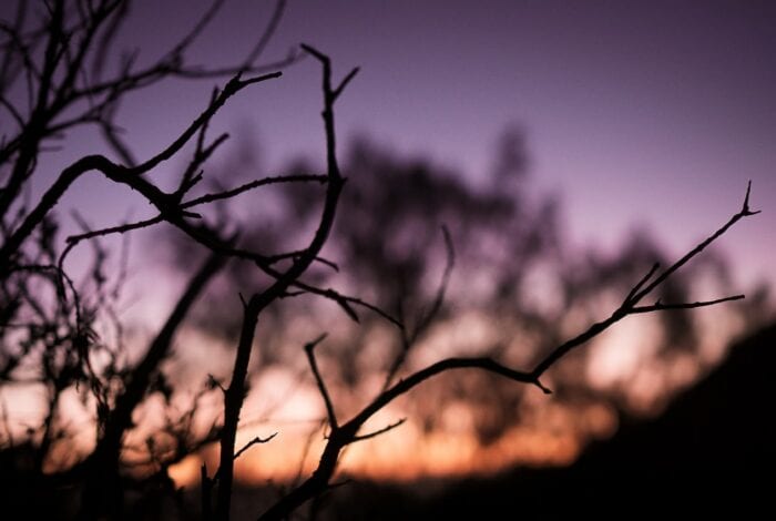 selective focus photography of bare branch