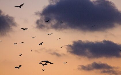 birds on sky